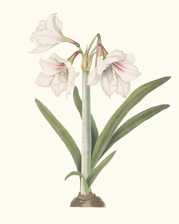 Limited 絵画 花 art アマリリス vintage flower 希少 Cream Amaryllis Flower Botanical Art Print #1 - Etsy