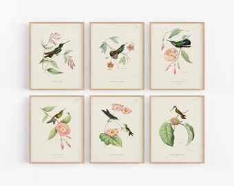 Hummingbird Baby Nursery Decor Art Prints - Set of Six