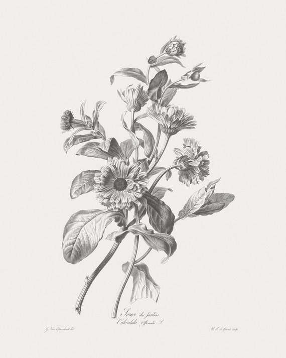 Hand Drawn Wild Flower Sketch Collection Graphic by fathurmutiah · Creative  Fabrica