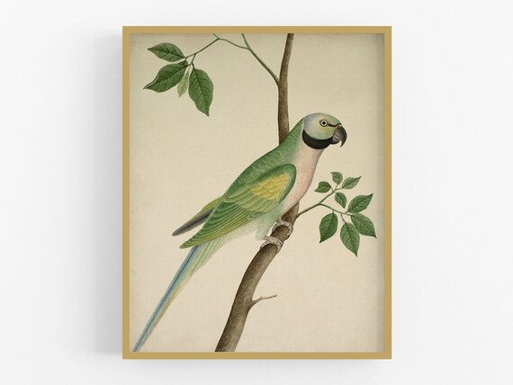 Animal prints Green Parrot Bird Print Parrot wall Art Australian Art Nursery Art Nursery  Art Green Bird Bird photography print
