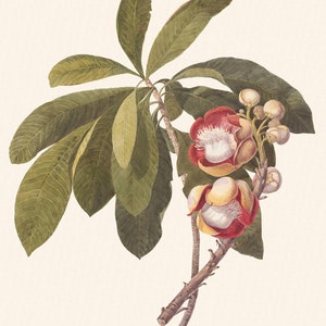 Rosa Hawaiiana, Tropiska Blommor Konsttryck - Set om två bild 2