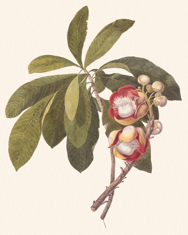Rosa Hawaiiana, Tropiska Blommor Konsttryck - Set om två bild 2