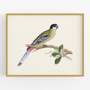 Australian Northern Rosella Tropical Parrot Decor Art Print