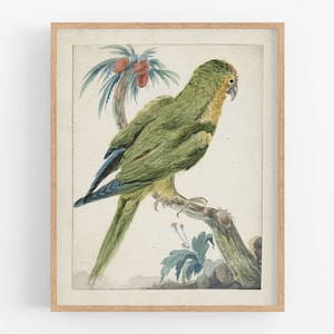 Papagei Aquarell Kunstdruck: Gelbsittich