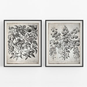 B&W Vintage Botanical Flower Prints - Set of Two / Vintage Art / Botanical Art / Vintage Flower Art / Flower Art / Farmhouse Style