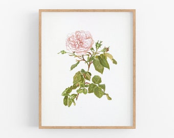 Pink rose flower botanical art print / vintage print / botanical print / rose art / flower art / wall decor / botanical art / rose art / art