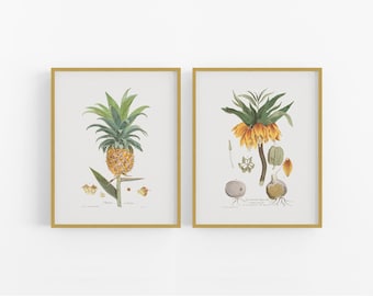 Könnte beinhalten: Zwei gerahmte botanische Illustrationen. Das linke Bild zeigt eine Ananas mit grünen Blättern und einer gelben Frucht. Das rechte Bild zeigt eine gelbe und orangefarbene Blume mit grünen Blättern und einem braunen Stiel.