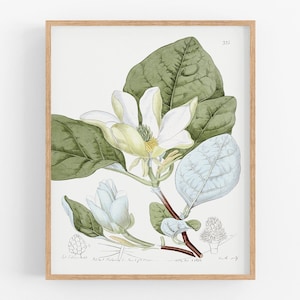 White magnolia flower botanical art print /  print / botanical print / art / flower art / wall decor / botanical art / wall art