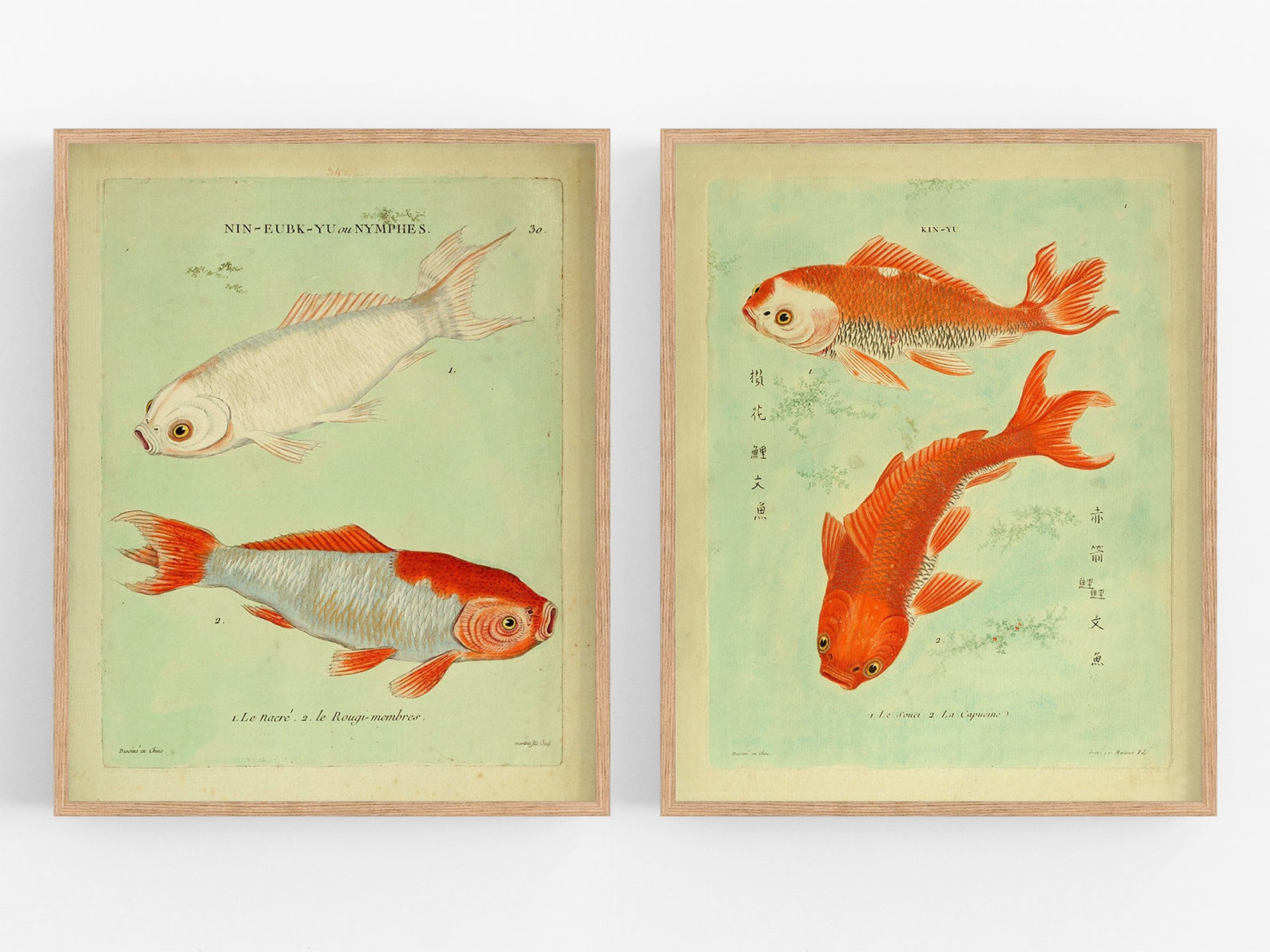 Set of Two Koi Fish Art Prints / Vintage Art / Botanical Art / Etsy