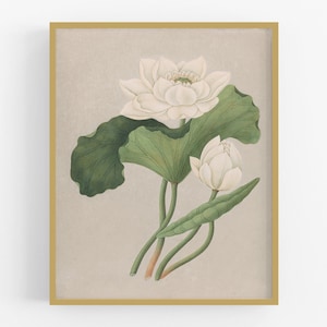 East Indian Lotus Flower Art Print
