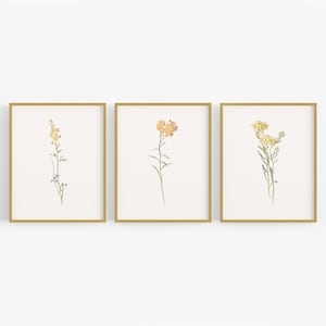 Yellow Wildflower Botanical Art Prints - Set of Three