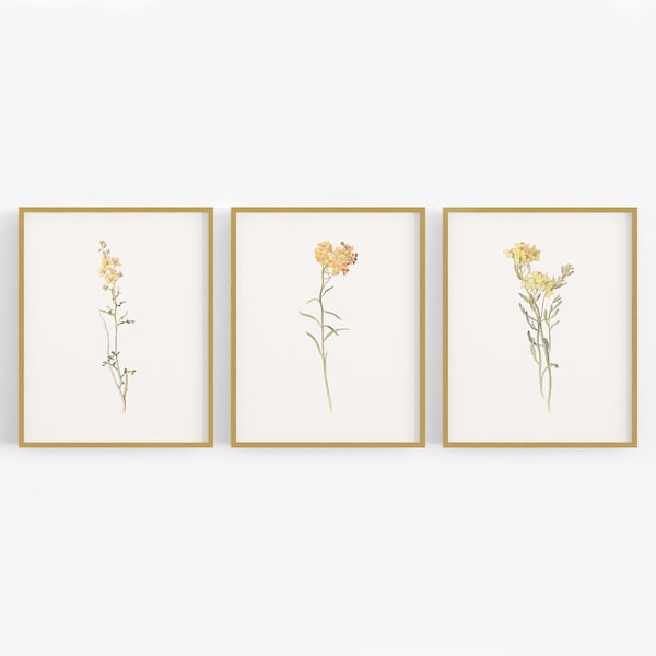 Yellow Wildflower Botanical Art Prints - Set of Three