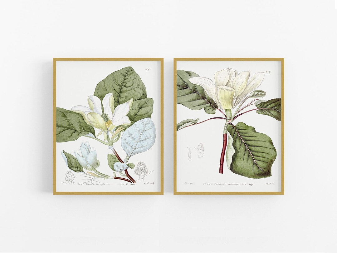 White Magnolia Flower Botanical Art Prints - Set of Two - Etsy