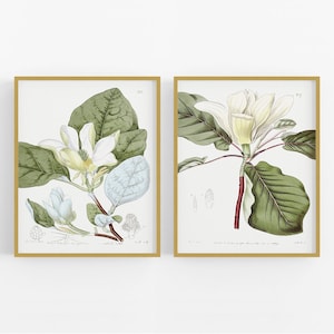 Set of Two White Magnolia Flower Botanical Art Prints /  Print / Botanical Print / Art / Flower Art / Wall Decor / Botanical Art