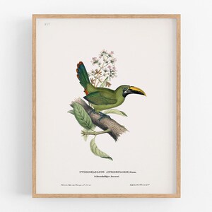 Green Tropical Toucan Parrot Art Print