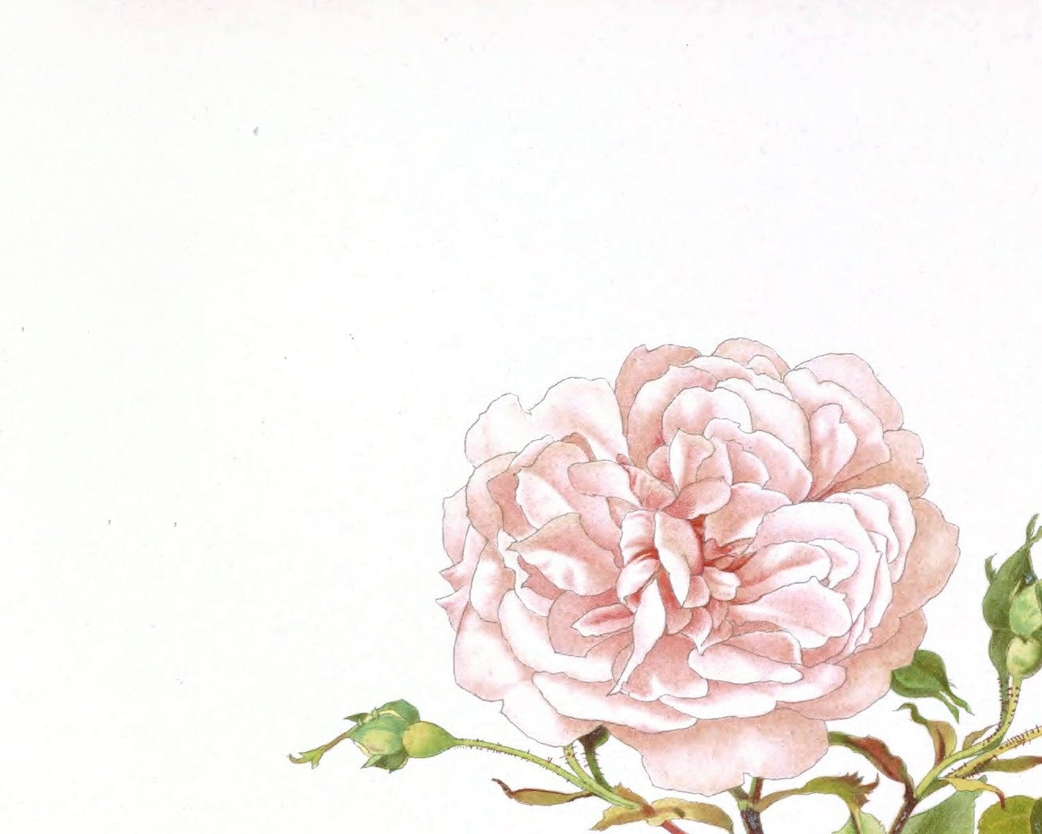 Set of Three Pink Rose Flower Botanical Art Prints / Vintage - Etsy