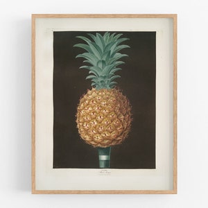 Pineapple botanical fruit art print /  print / botanical print / art print /  art / flower print / wall decor / tropical art