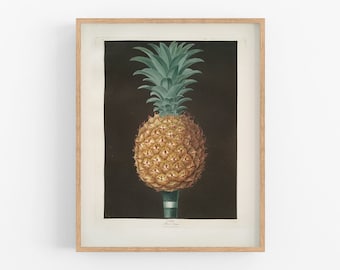 Pineapple botanical fruit art print / vintage print / botanical print / art print / vintage art / flower print / wall decor / tropical art