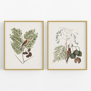 Carolina Bird Botanical Art Prints, Set #3 - Set of Two