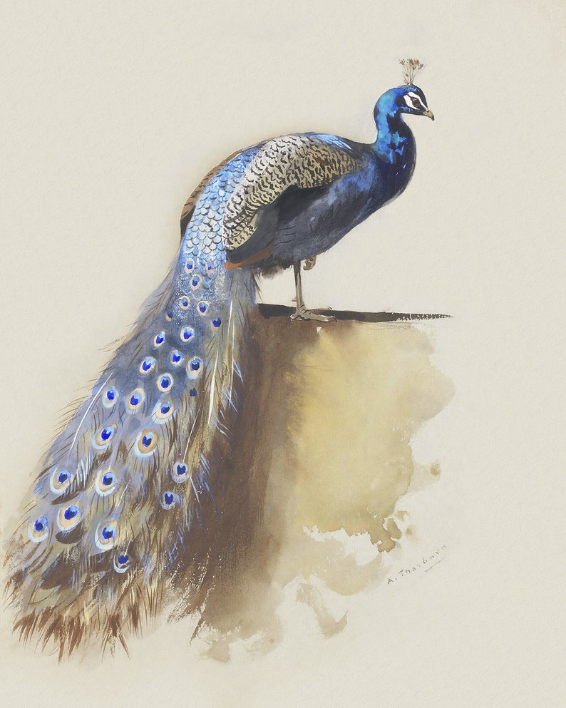Vintage Peacock Watercolor Art Print Vintage Art Botanical Art Art Print Bird Art Peacock Art Bird Art Print Wall Decor Art Prints Art Collectibles Delage Com Br Vintage Peacock Watercolor Art Print Vintage Art Botanical Art Art Print Bird Art Peacock Art Bird Art Print Wall Decor Art Prints Art Collectibles Delage Com Br