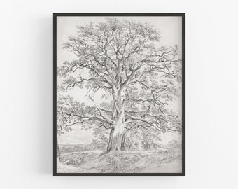 May include: A black and white pencil drawing of a large oak tree in a field. The tree has many branches and leaves, and the trunk is thick and gnarled. The drawing is framed in a black frame.