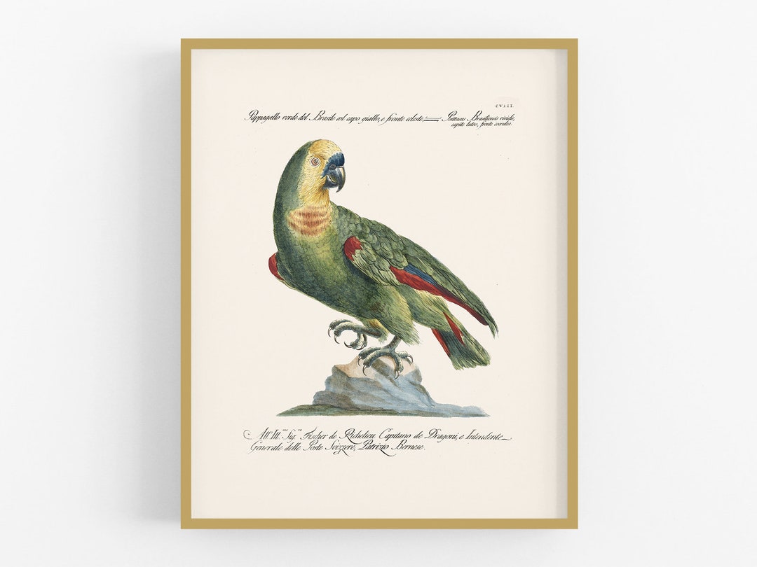 View of Parrot Art Print / Bird Print / Bird Art / Botanical Art / Wall Decor ...