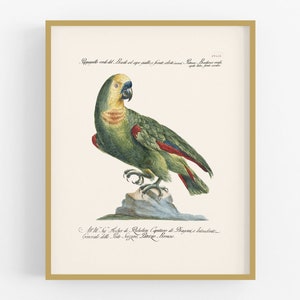 Parrot Art Print / Vintage Bird Print / Bird Art / Botanical Art / Wall Decor / Tropical Art / Tropical Bird Art / Parrot Art / Vintage Art