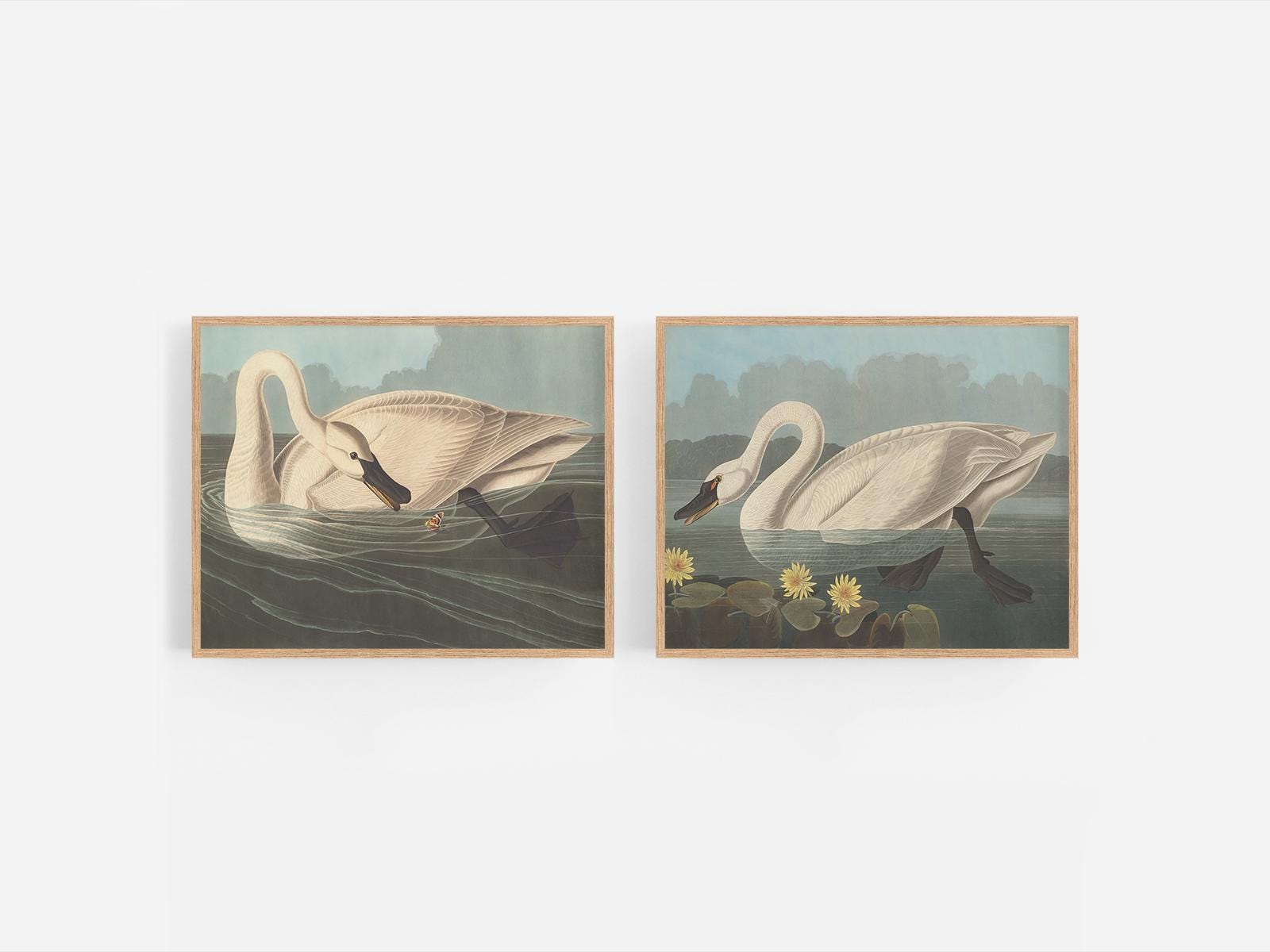 Botanical Swan Drawings Art Prints - Set of Two