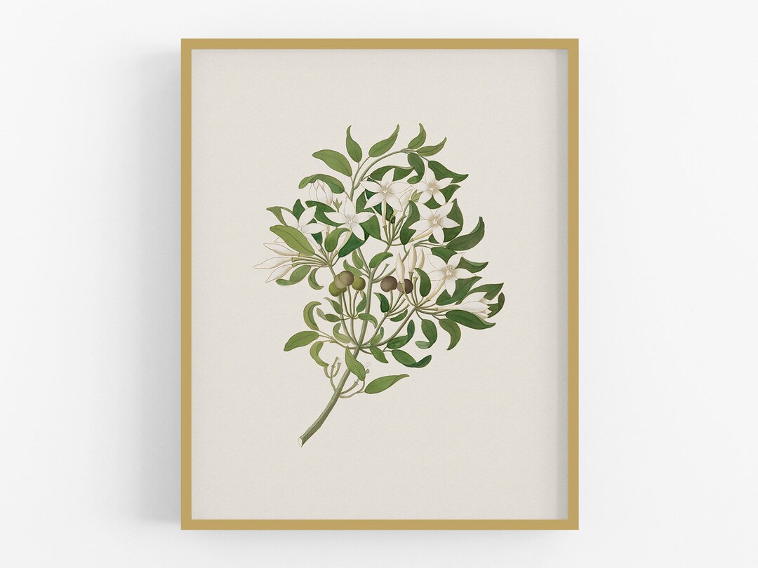 Jasmine Flower Botanical Art Print / Jasmine Flower Art / Farmhouse Art ...