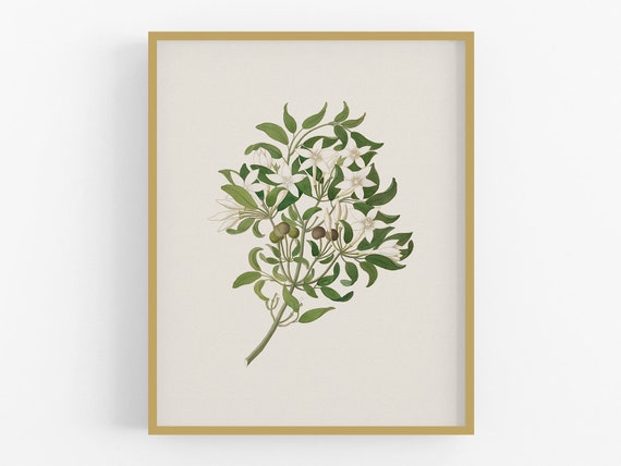 ジャスミンの花のボタニカルアートプリント / ジャスミンの花のアート