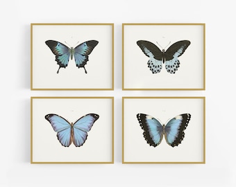 Blue Butterfly Botanical Art Prints - Set of Four