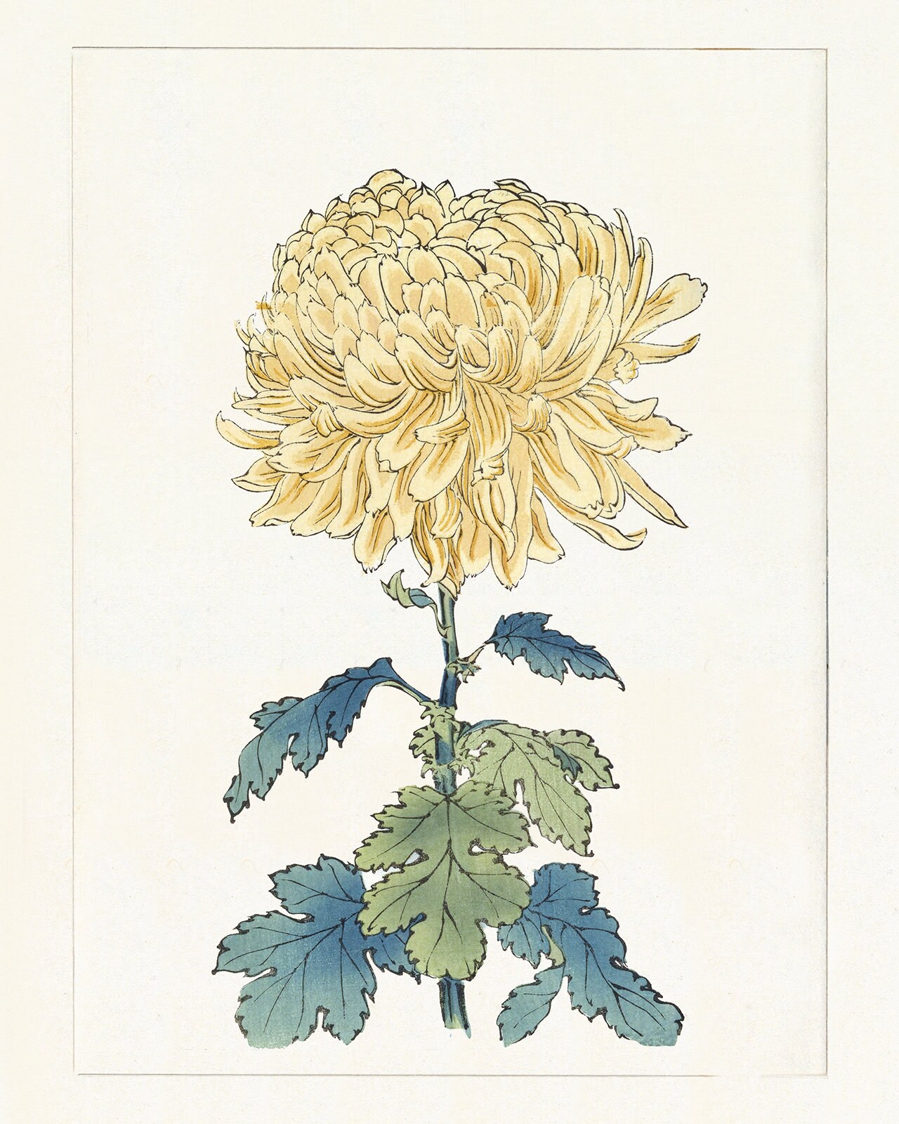 菊の花 一輪菊 赤 70～80cm 1本 切花 生花 - 高野槇と季節の枝