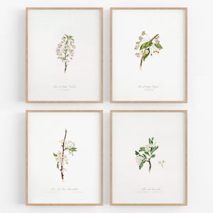Conjunto de 4 impresiones de arte botánico de flores / Arte / Arte botánico / Arte de granja / Arte floral / Decoración de pared / Arte botánico / Botánico