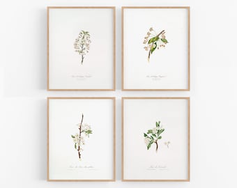 Set of 4 Flower Botanical Art Prints / Vintage Art / Botanical Art / Farmhouse Art / Flower Art / Wall Decor / Botanical Art / Botanical