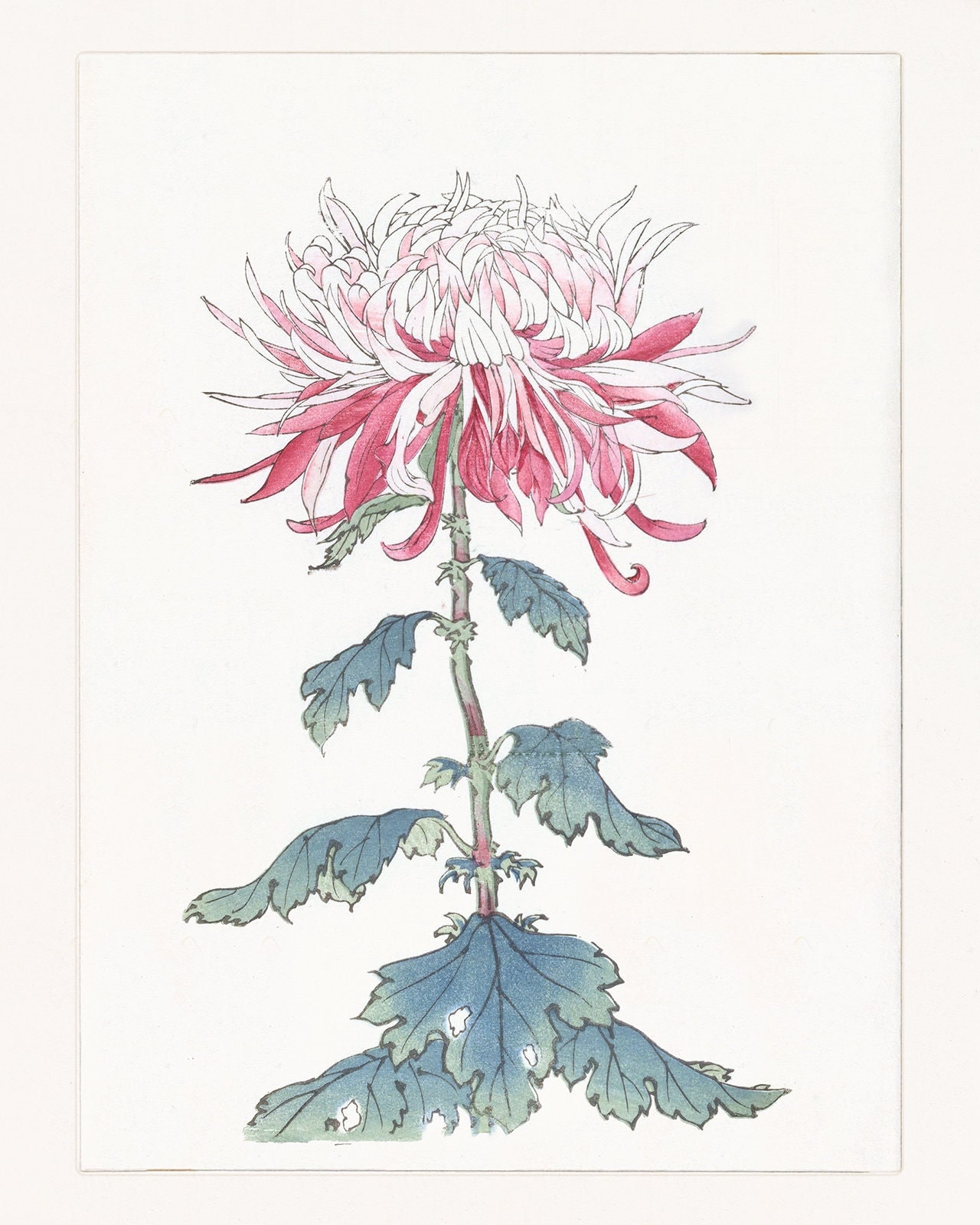 BOTANICAL ART 【import品】 91cqgsPr08L._UF350,350_QL50_.jpg