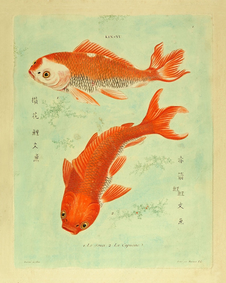 Set of Two Koi Fish Art Prints / Vintage Art / Botanical Art / Etsy