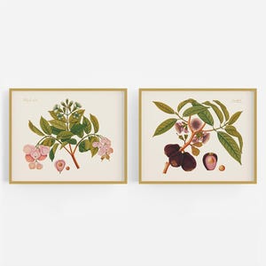 May include: Two framed botanical prints. One features pink flowers and green leaves, the other depicts dark purple fruit and green leaves. Both are set against a cream background, framed in gold.