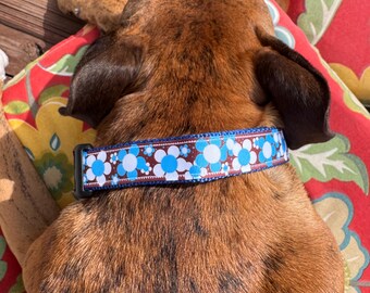 May include: A brown and black brindle boxer dog wearing a blue and white floral dog collar. The collar has a brown background with white flowers and blue centers.
