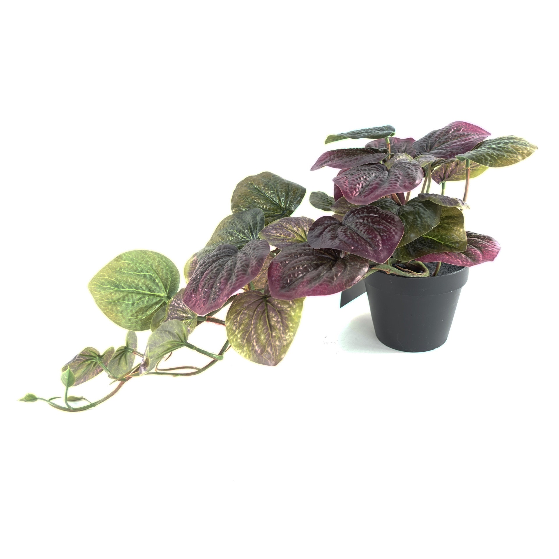 silver ann pothos Explore Our Pothos Silvery Ann