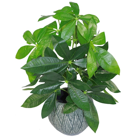 buy snake plant nz Sanseveria Snake Plant 6” – Shop The Shed main image 1