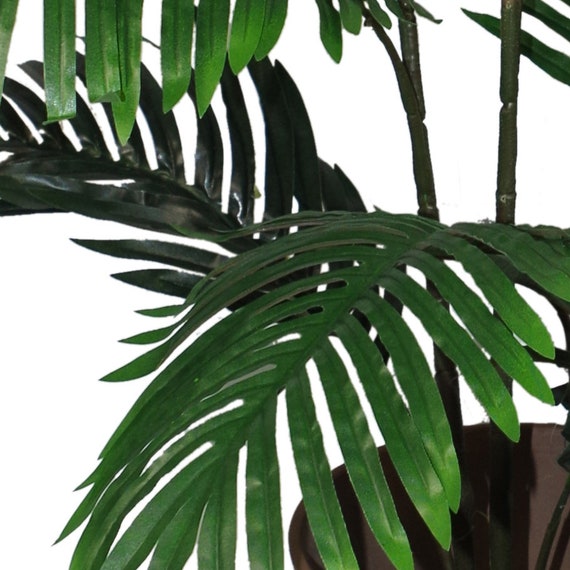 achat philodendron Buy Philodendron Mamei Plants Online