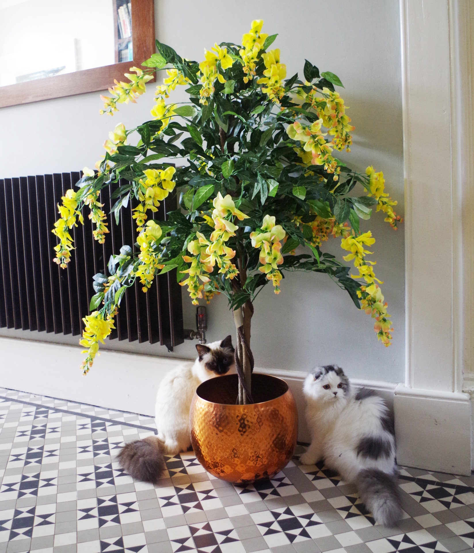 120cm Yellow Flowering Wisteria Tree - Etsy