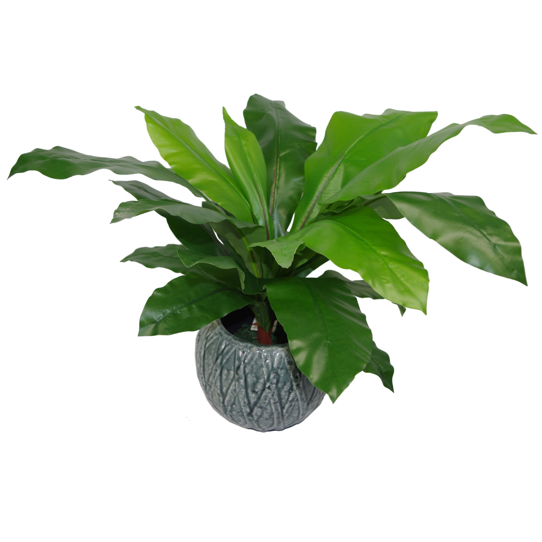 buy florida beauty philodendron Philodendron 'Florida Beauty' *Grower's Choice*