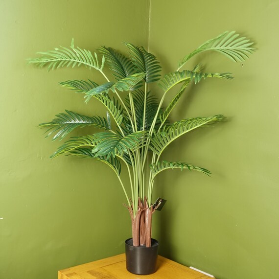 anthurium acacoyaguensis Monstera acacoyaguensis