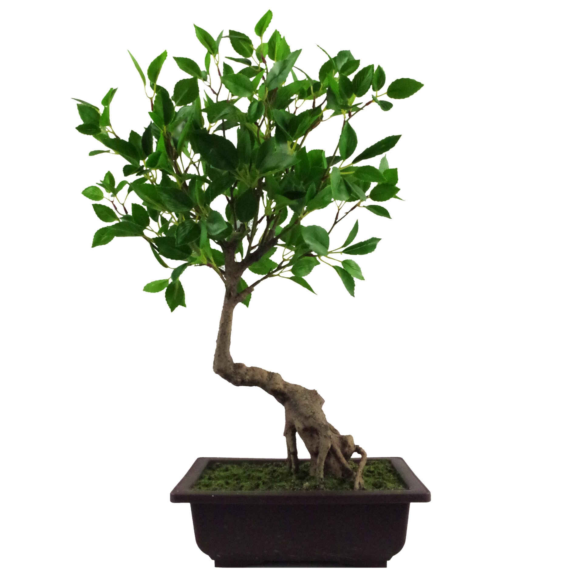 50cm Artificial Ficus Bonsai Tree Etsy