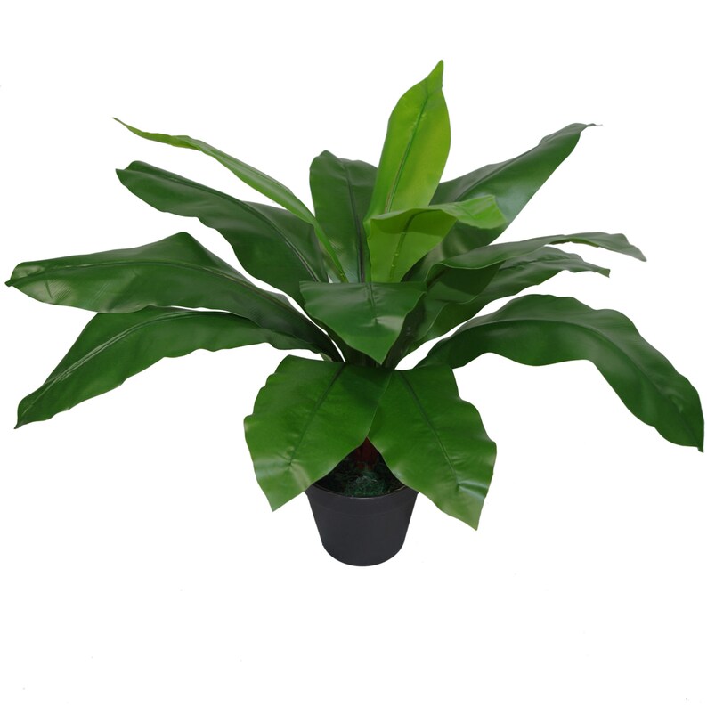 50cm Bushy Artificial Bird's Nest Fern Plant Etsy