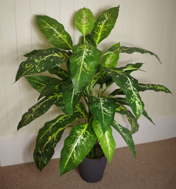 100cm Large Fox's Aglaonema (spotted Evergreen) Tree 100cm Large Fox's Aglaonema (spotted Evergreen) Tree