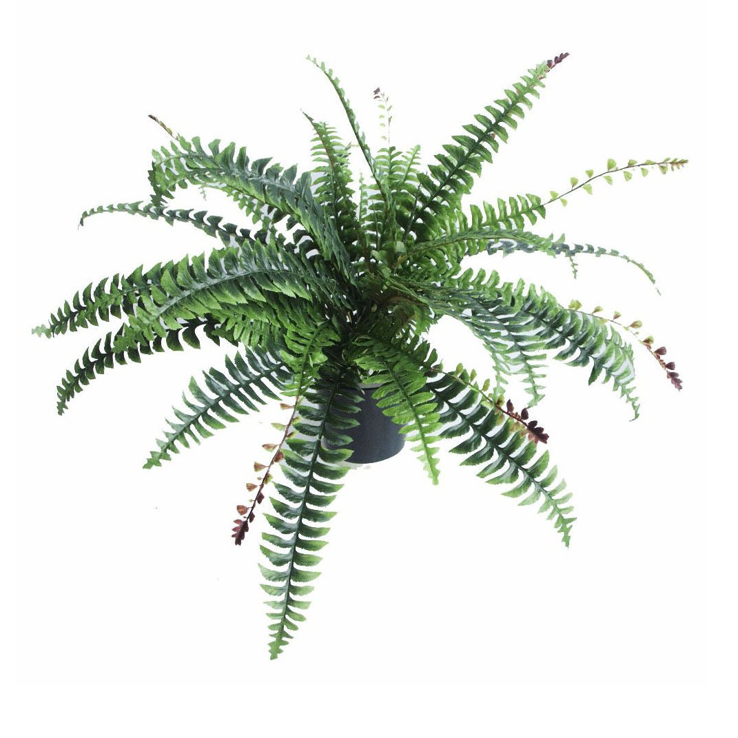 Nephrolepis House Plant
