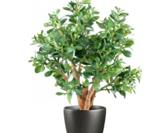 Planta de jade artificial de lujo de 70 cm