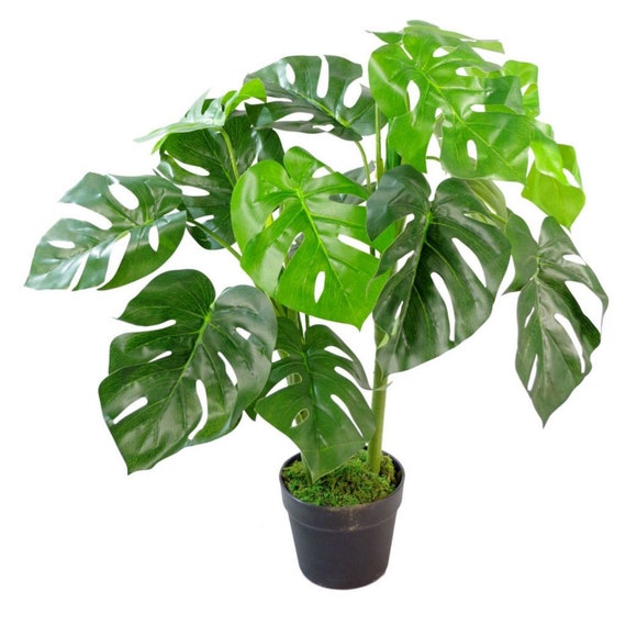 mature monstera Monstera Species Print